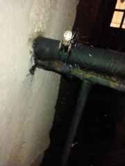 Larinioides cornutus