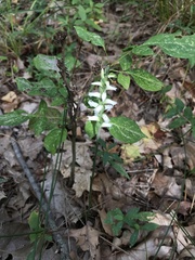 Spiranthes incurva