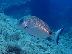 Diplodus sargus