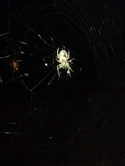 Larinioides cornutus