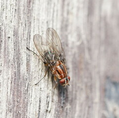 Helinomydaea fuscoflava