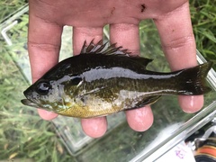 Lepomis macrochirus × cyanellus