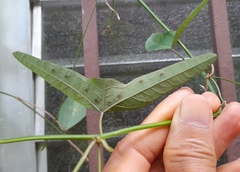 Passiflora misera