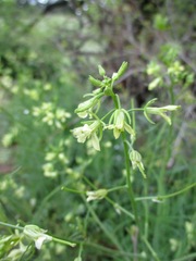 Sisymbrium altissimum