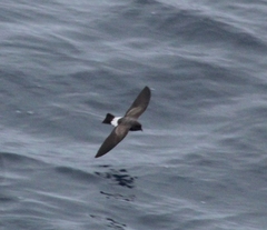Fregetta grallaria