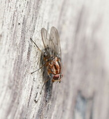 Helinomydaea fuscoflava