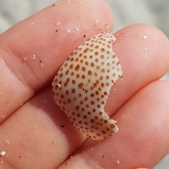 Naticarius stercusmuscarum