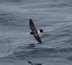 Fregetta grallaria