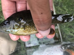 Lepomis macrochirus × cyanellus