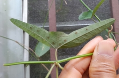 Passiflora misera