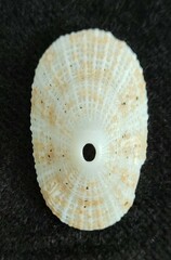 Lucapina sowerbii