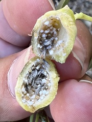 Pemphigus