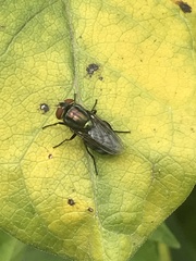 Brachycera