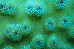 Echinopora mammiformis