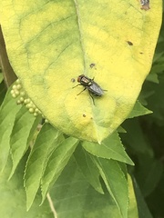 Brachycera