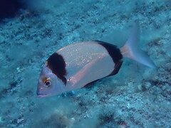 Diplodus vulgaris