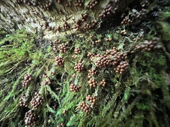 Leocarpus fragilis