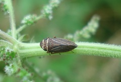 Aphrodes makarovi
