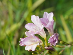 Freesia