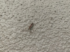 Zelus renardii