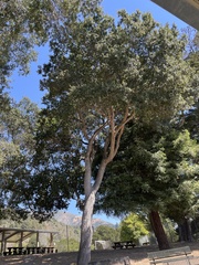 Quercus