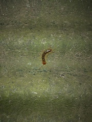 Lithobius variegatus rubriceps