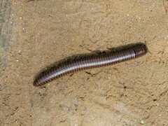 Narceus americanus