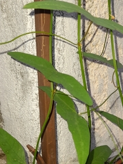 Passiflora misera