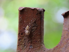 Opisthoncus barbipalpis