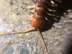 Lithobius variegatus rubriceps