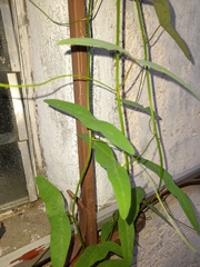 Passiflora misera