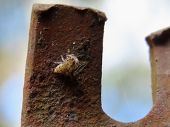 Opisthoncus barbipalpis