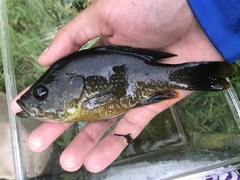 Lepomis macrochirus × cyanellus