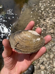 Potamilus fragilis