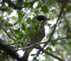 Pachyramphus aglaiae