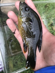Lepomis macrochirus × cyanellus
