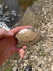 Potamilus fragilis