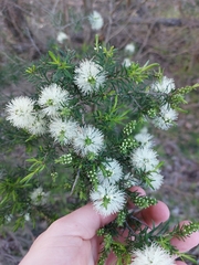 Melaleuca ericifolia