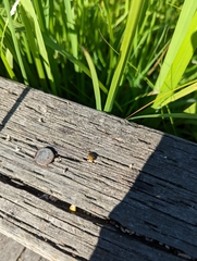 Hippodamia tredecimpunctata