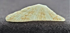 Lucapina sowerbii