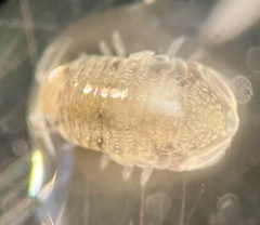 Sphaeroma papillae