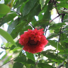 Brownea ariza
