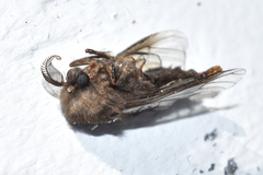 Thyridopteryx ephemeraeformis