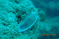 Rhopalaea