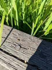 Hippodamia tredecimpunctata