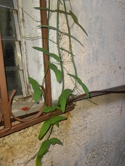Passiflora misera