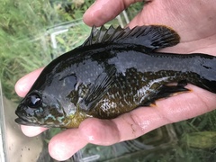 Lepomis macrochirus × cyanellus