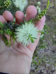Melaleuca ericifolia
