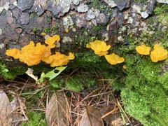 Dacrymyces