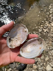 Potamilus fragilis